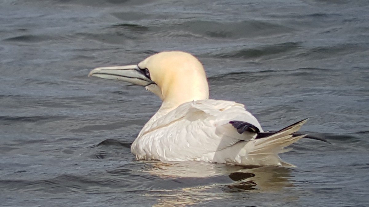 Northern Gannet - ML643639405