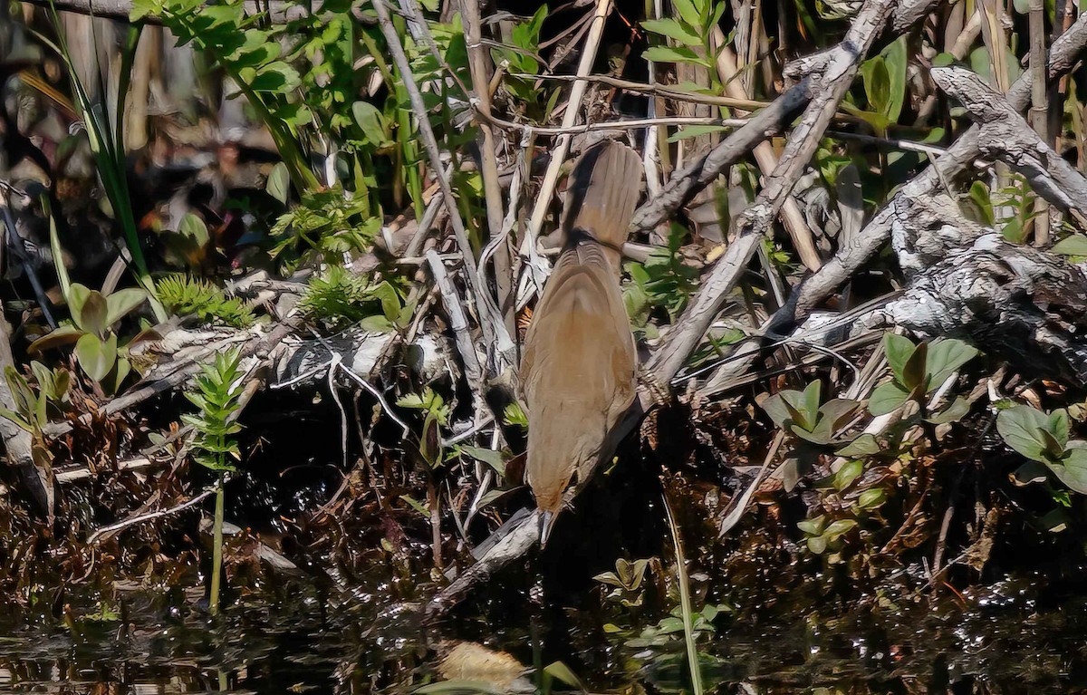 Savi's Warbler - ML643639406