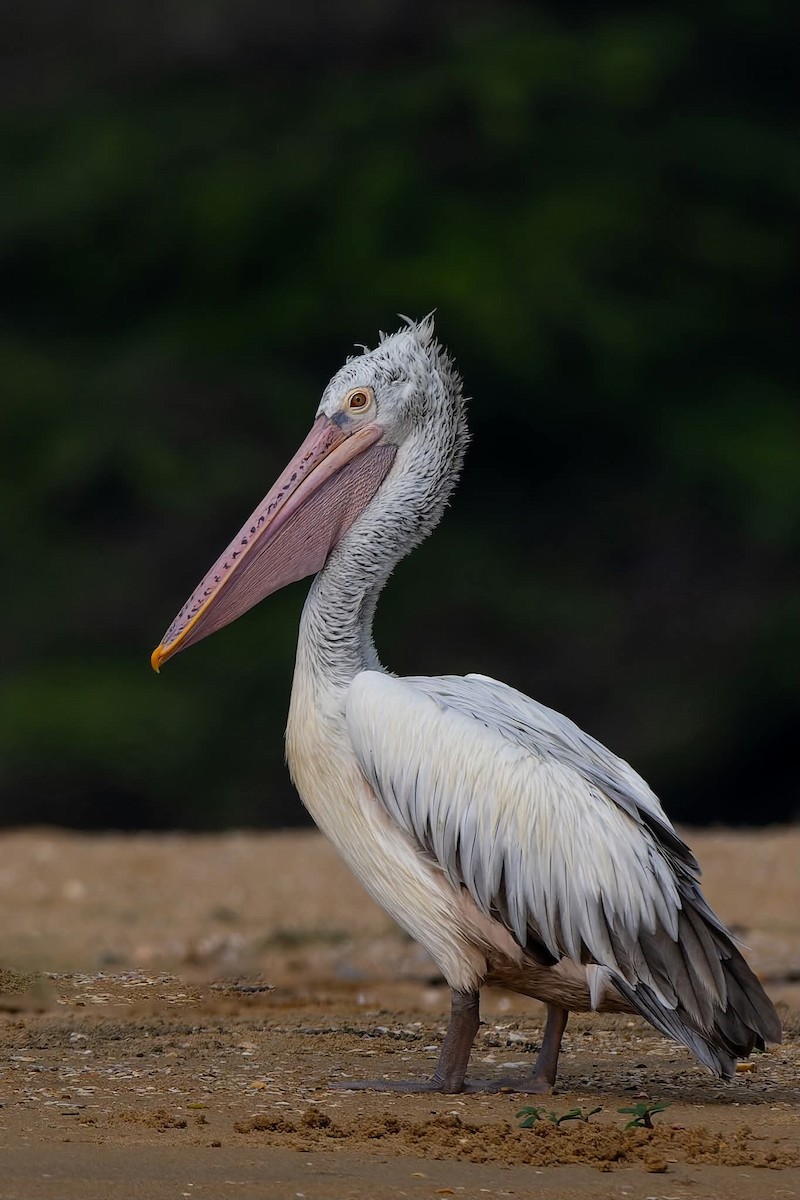 Spot-billed Pelican - ML643639410