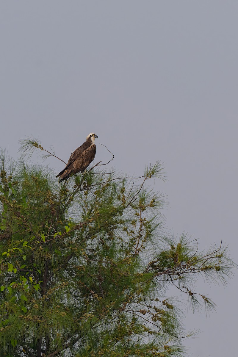 Загасч явлаг - ML643639413