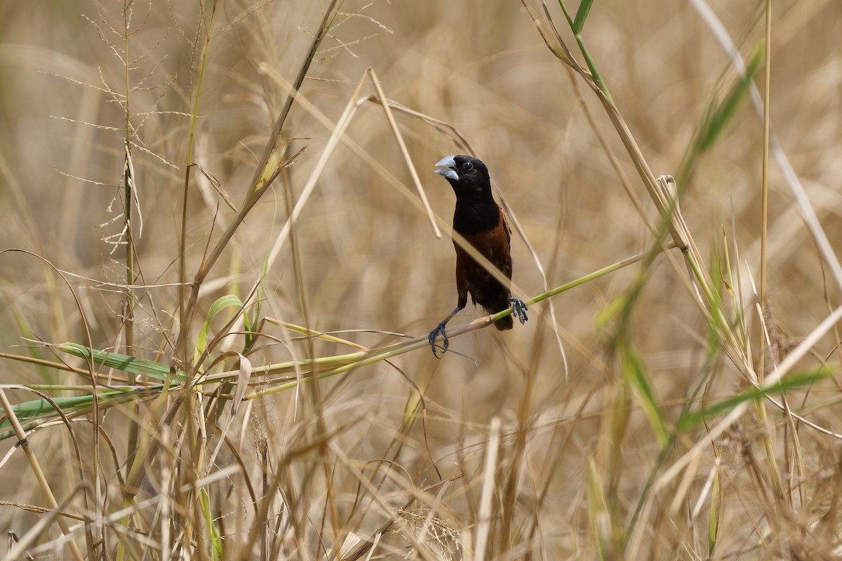 Chestnut Munia - ML643639414