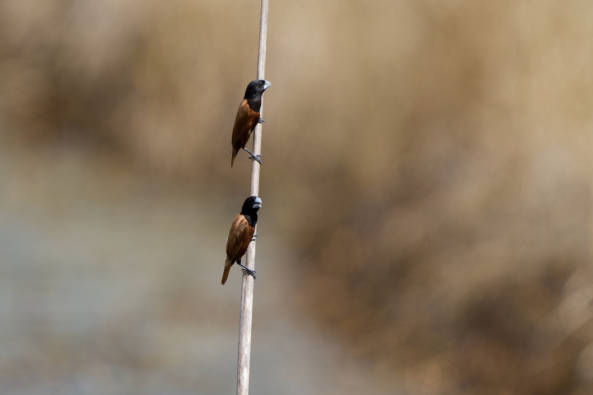 Chestnut Munia - ML643639415
