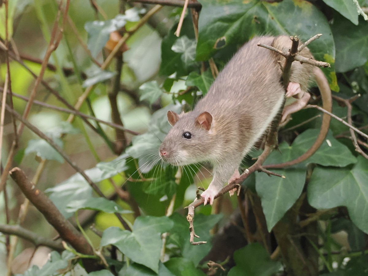 Brown Rat - ML643639420