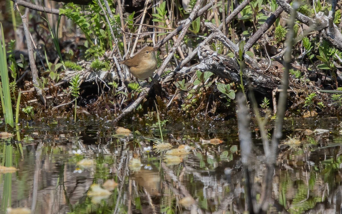 Savi's Warbler - ML643639442