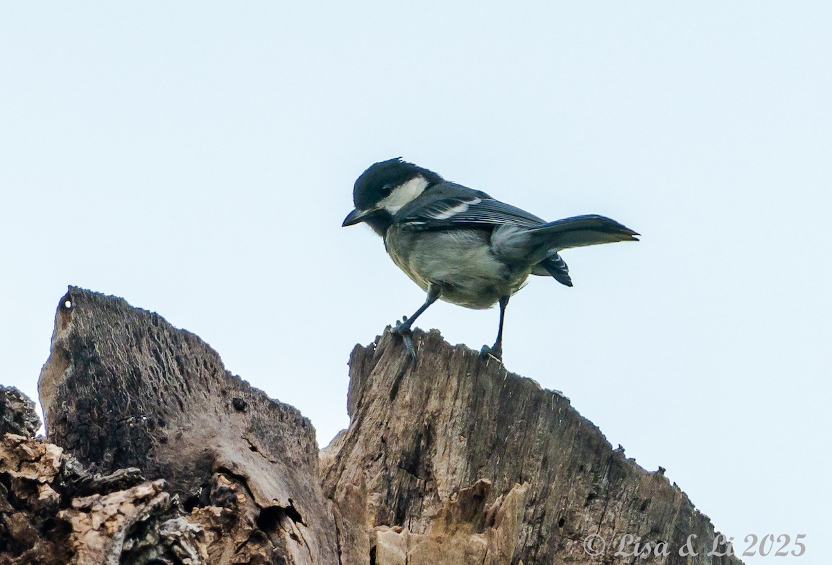 Asian Tit (Cinereous) - ML643639443