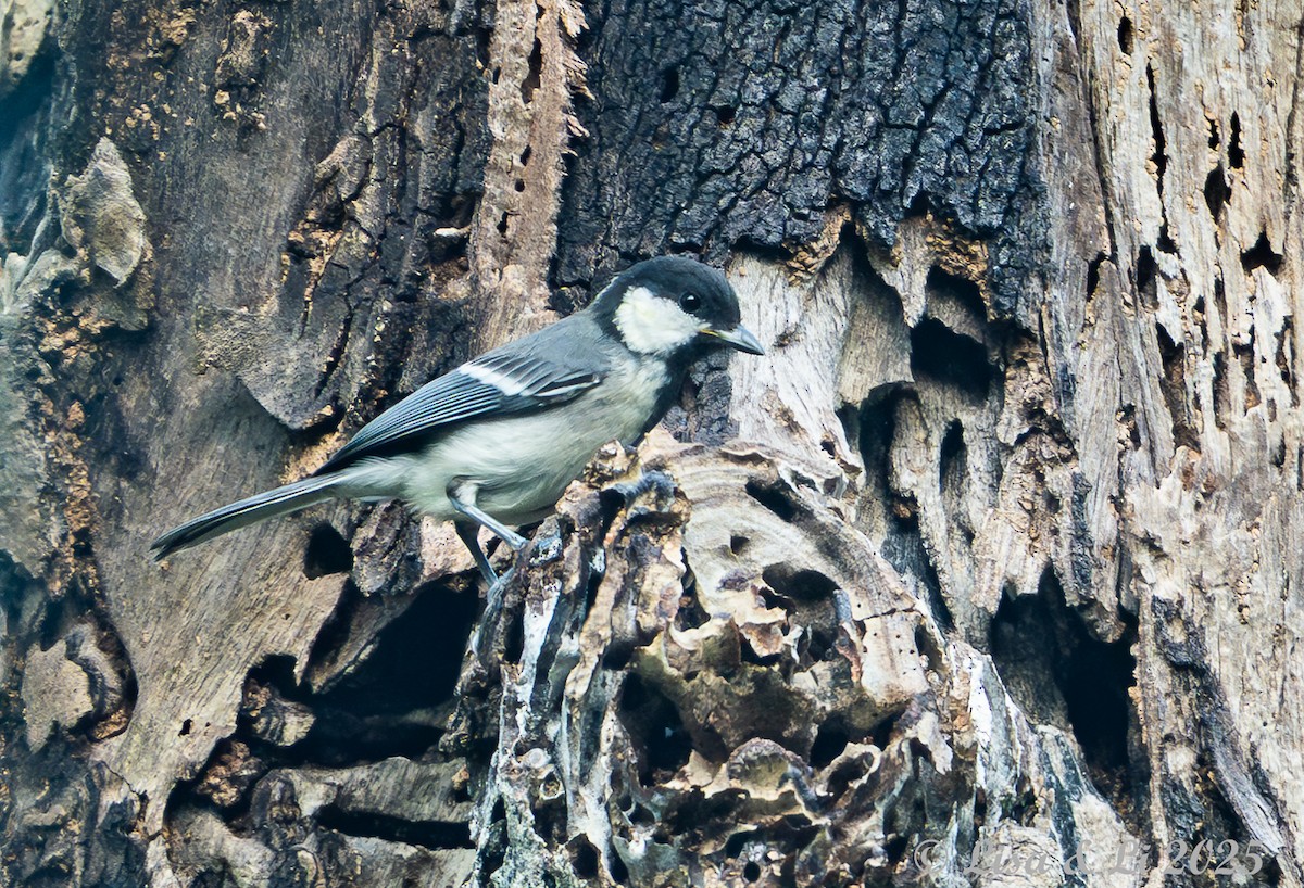 Asian Tit (Cinereous) - ML643639444