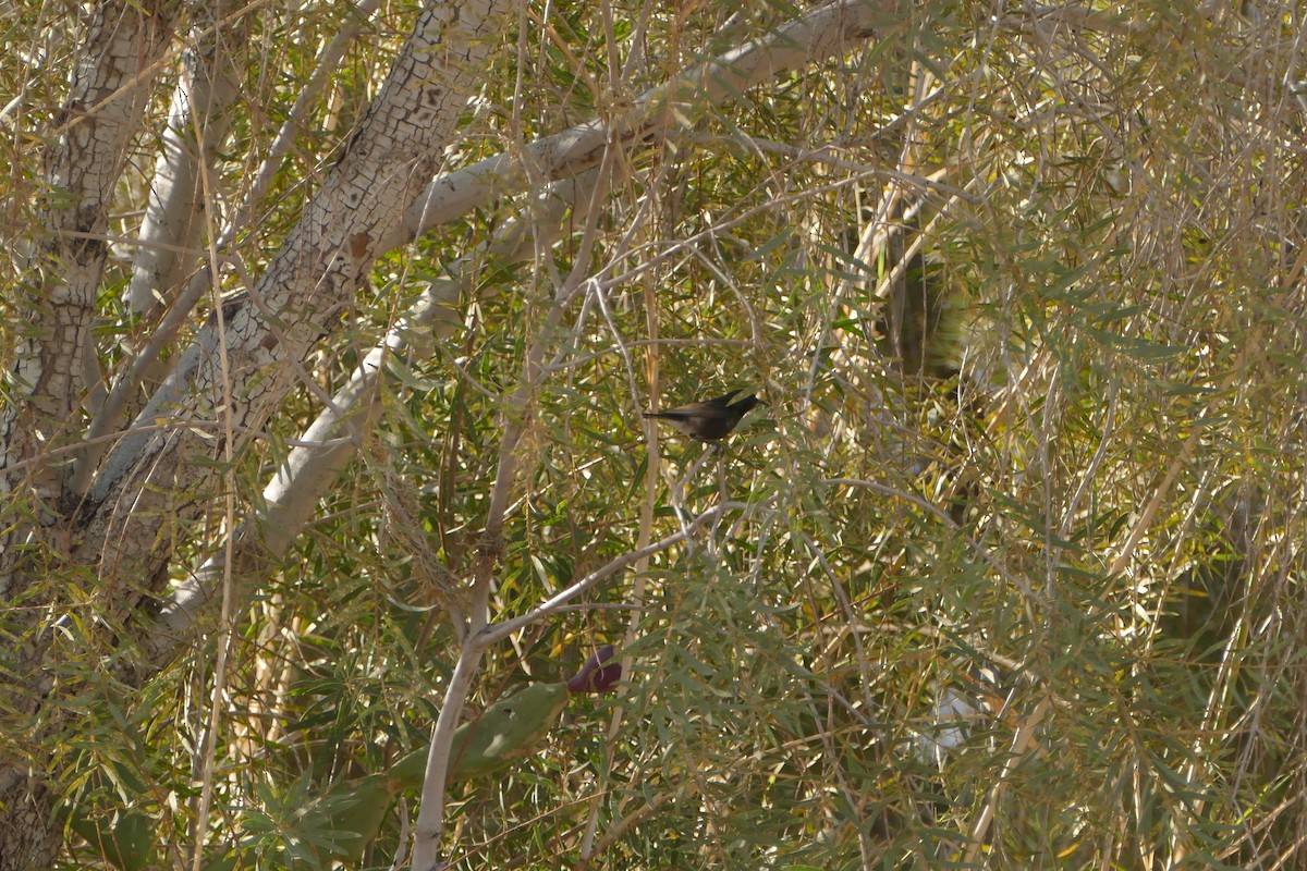 Dusky Sunbird - ML643639467