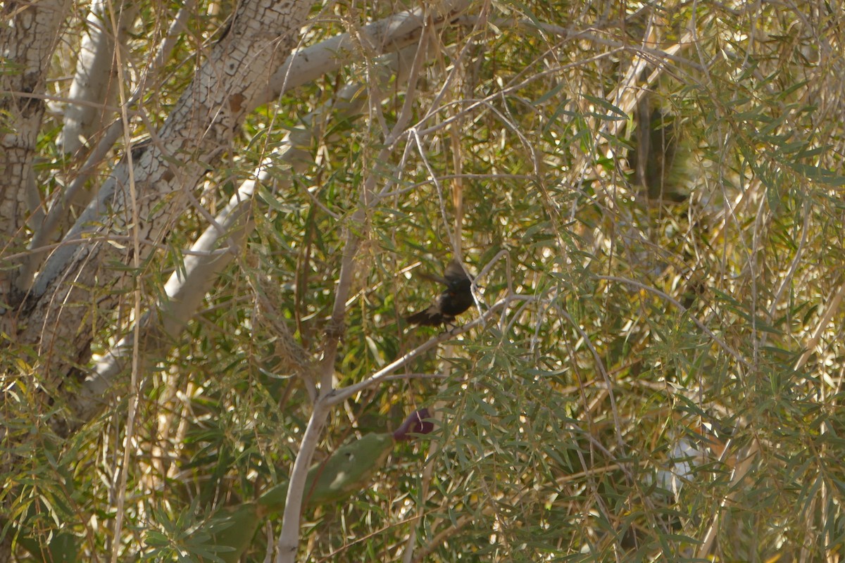 Dusky Sunbird - ML643639468