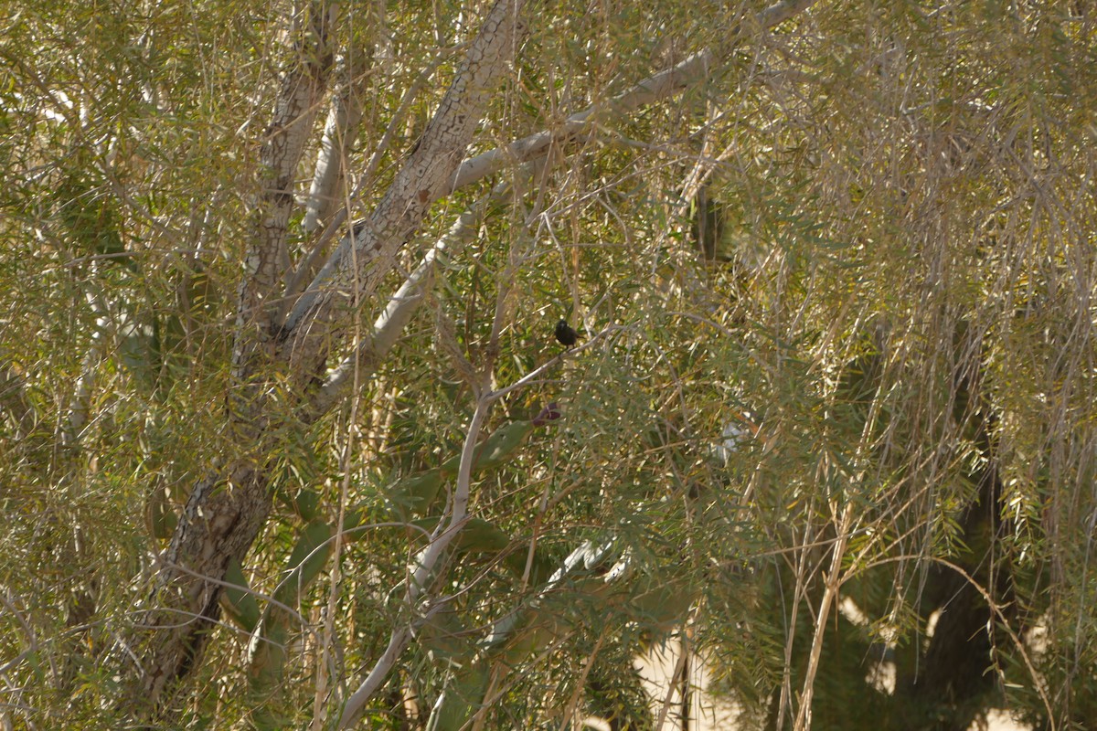 Dusky Sunbird - ML643639469