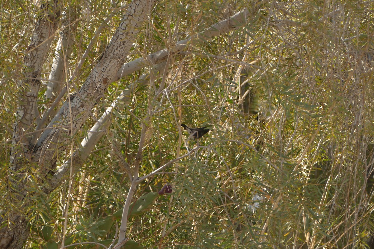 Dusky Sunbird - ML643639470