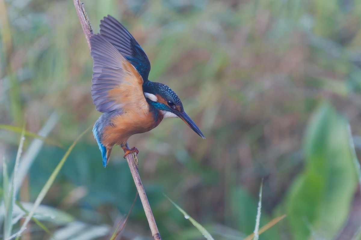 Common Kingfisher - ML643639476