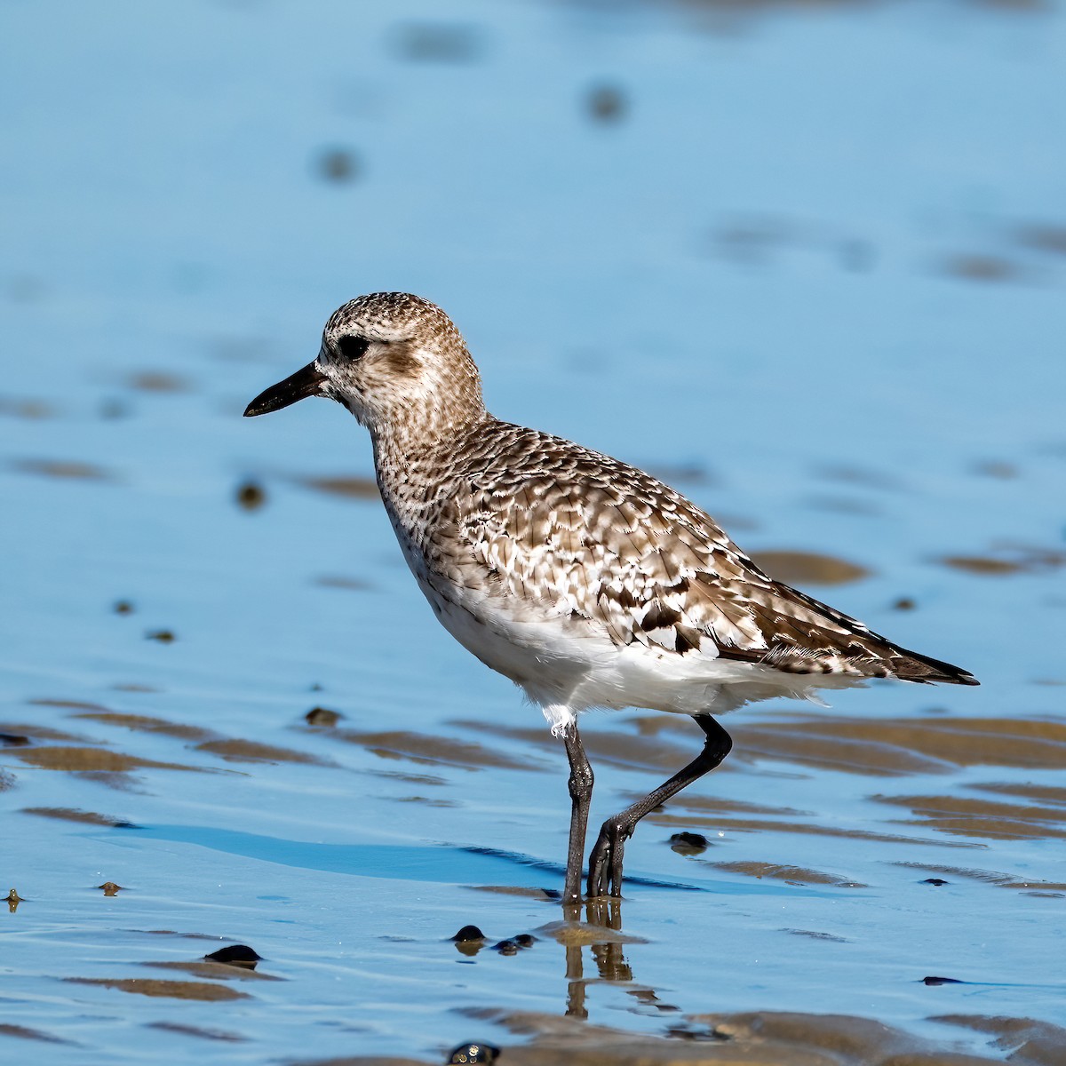 Black-bellied Plover - ML643639479