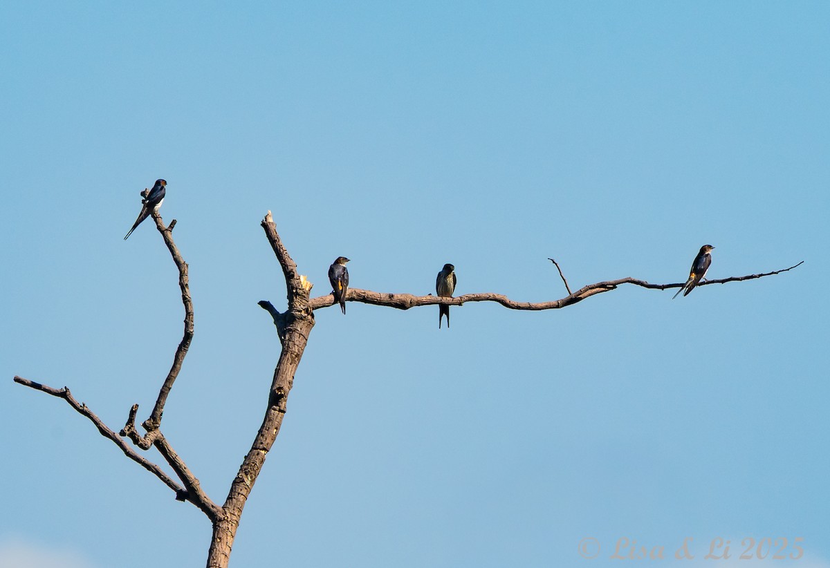 Eastern Red-rumped Swallow (Striated) - ML643639486