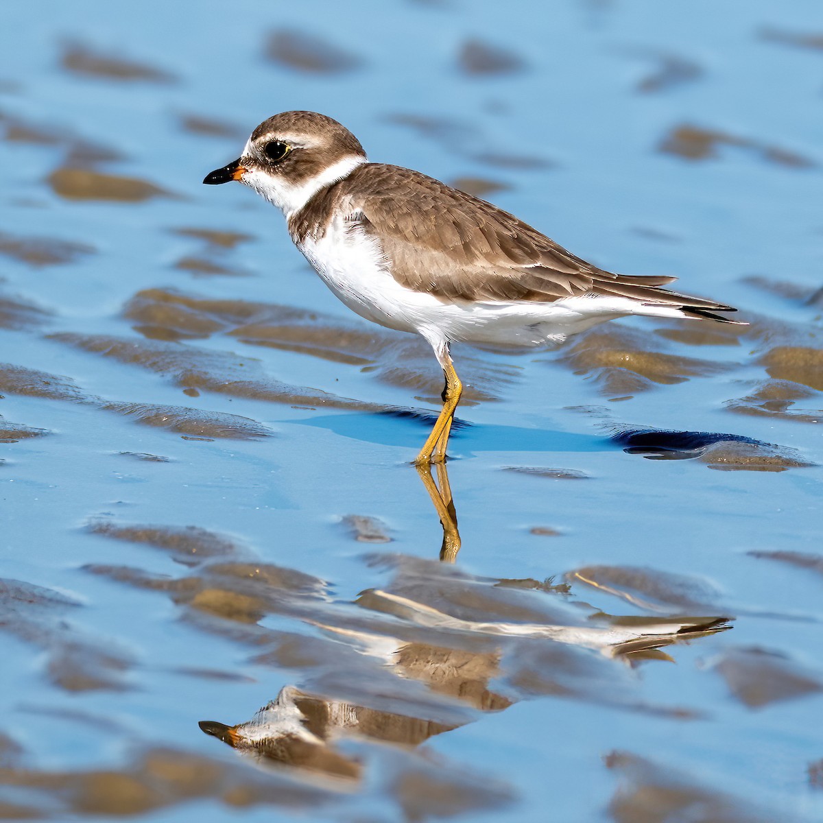 Semipalmated Plover - ML643639487