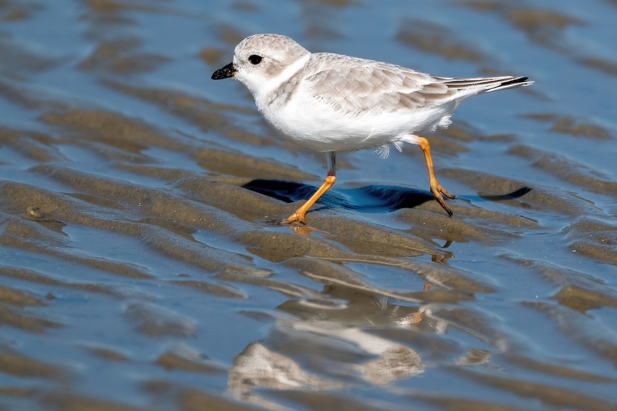 Piping Plover - ML643639494
