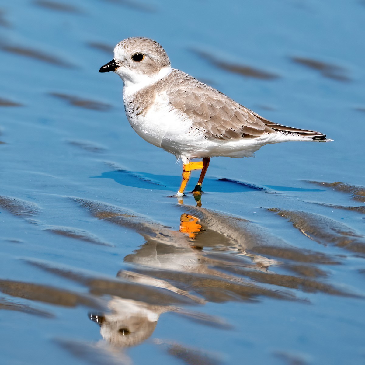 Piping Plover - ML643639495