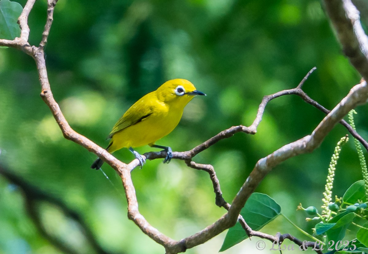 Ashy-bellied White-eye (Yellow-bellied) - ML643639496