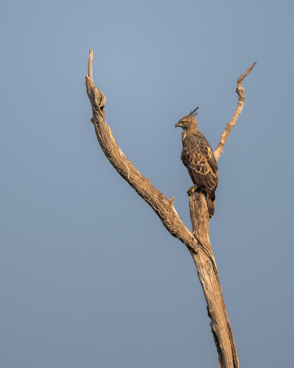 Changeable Hawk-Eagle - ML643639501