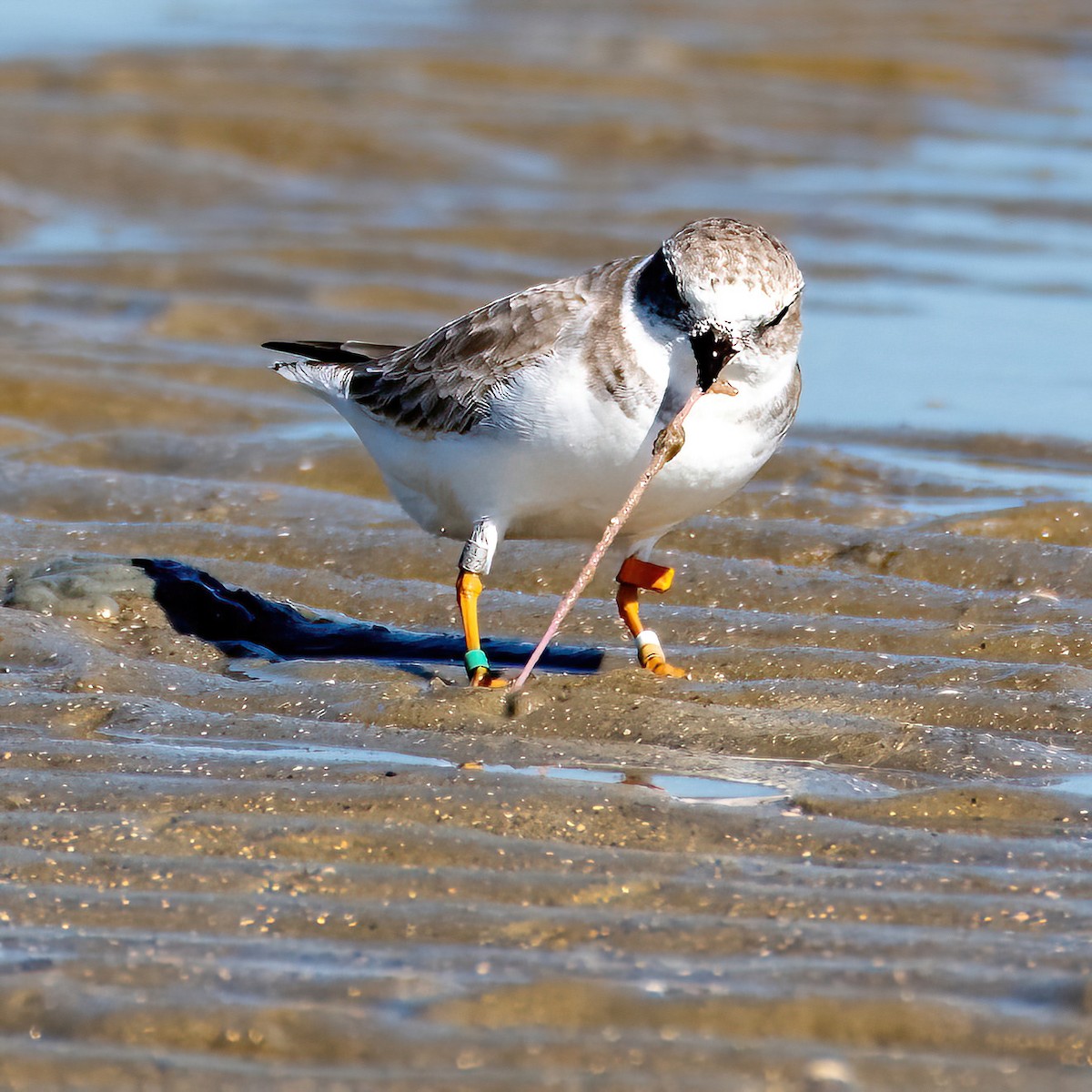 Piping Plover - ML643639506