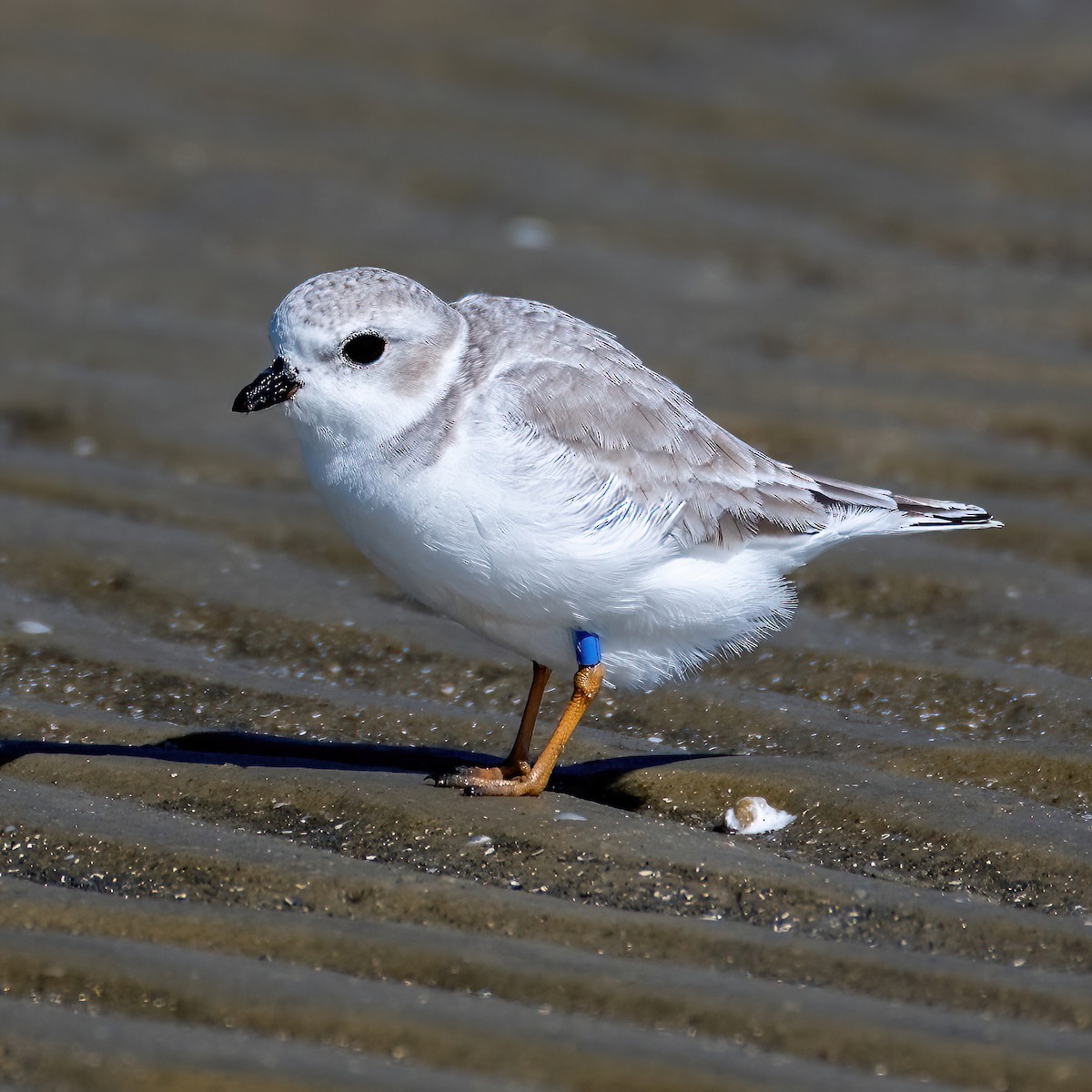 Piping Plover - ML643639508