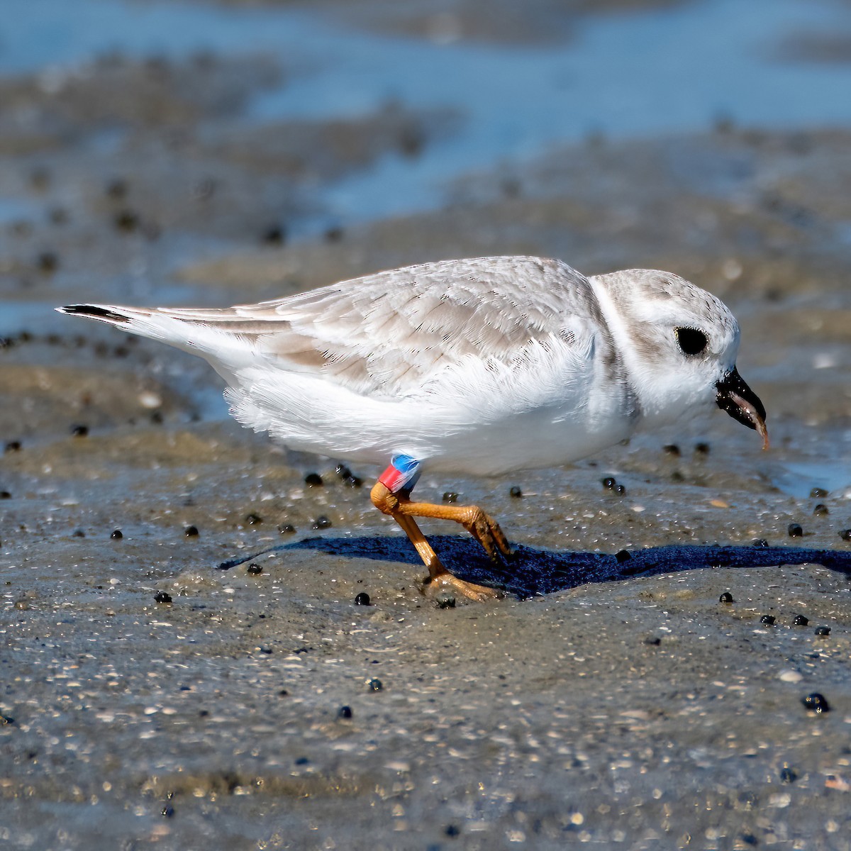 Piping Plover - ML643639511