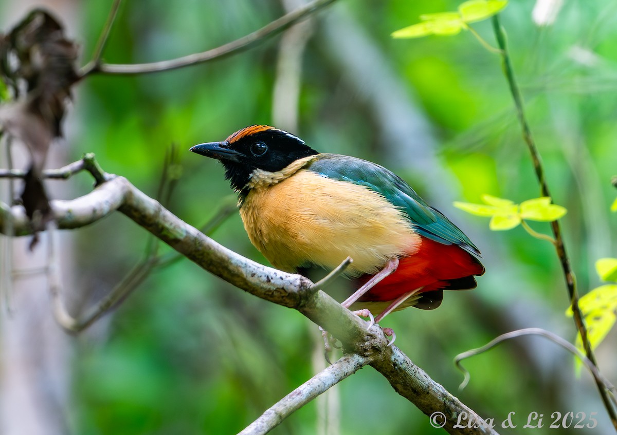 Ornate Pitta - ML643639522