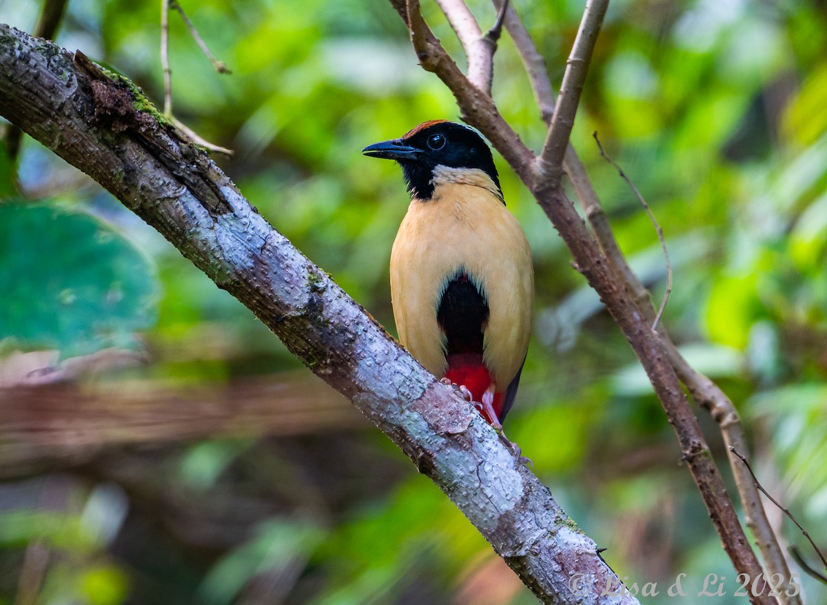 Ornate Pitta - ML643639523