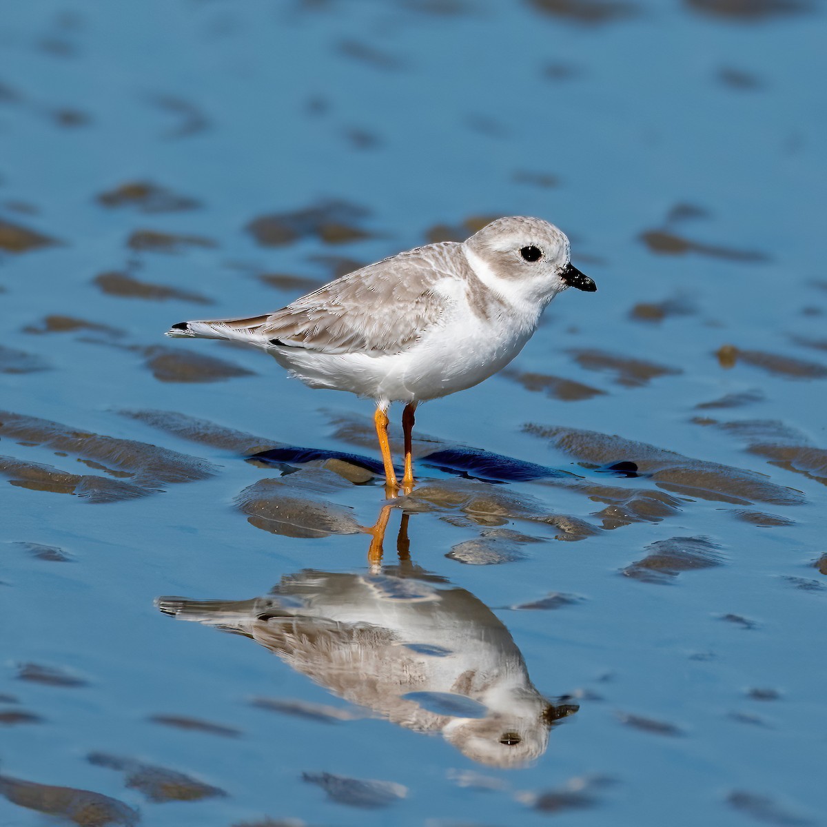 Piping Plover - ML643639524
