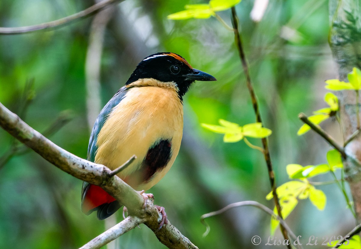 Ornate Pitta - ML643639525