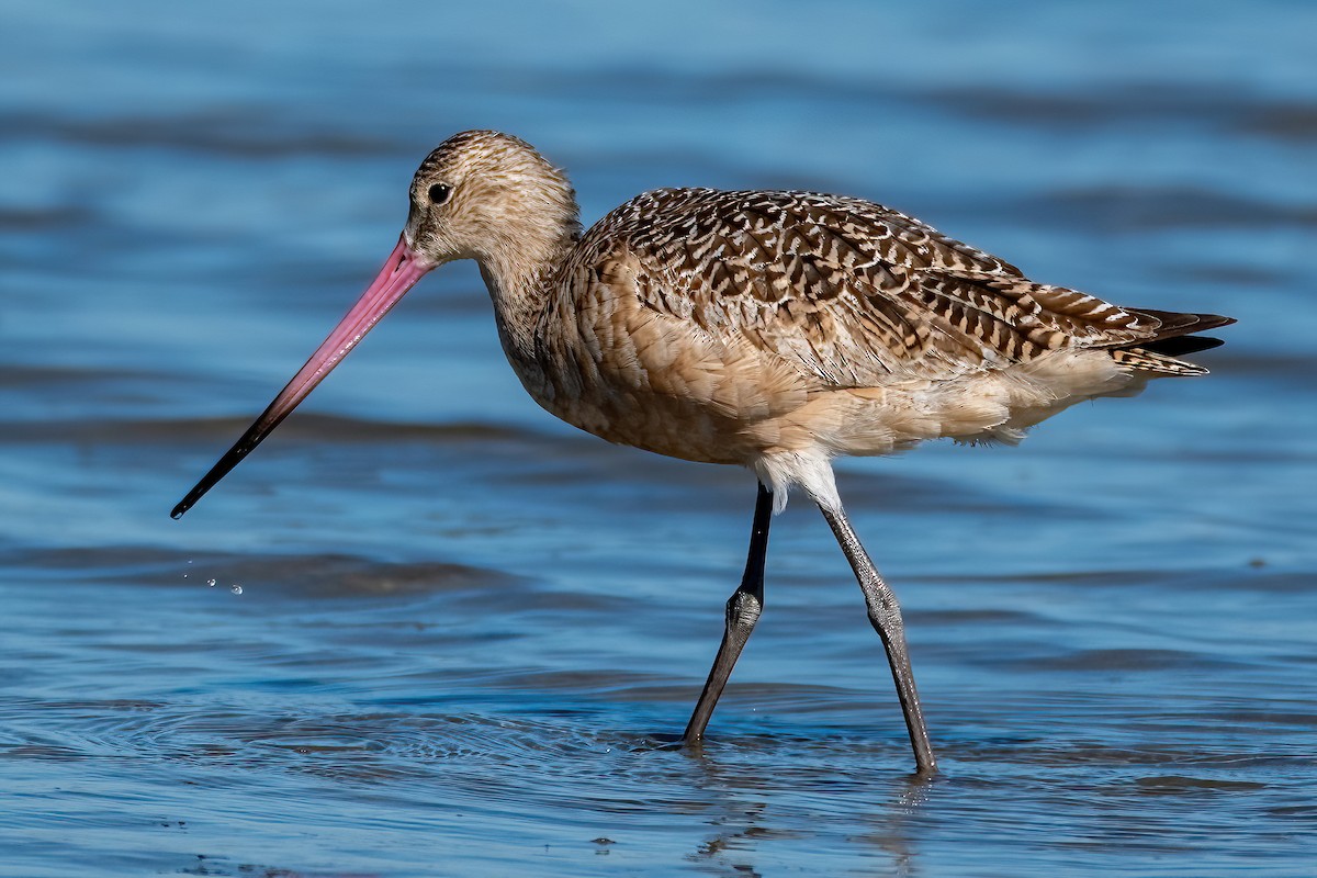 Marbled Godwit - ML643639529