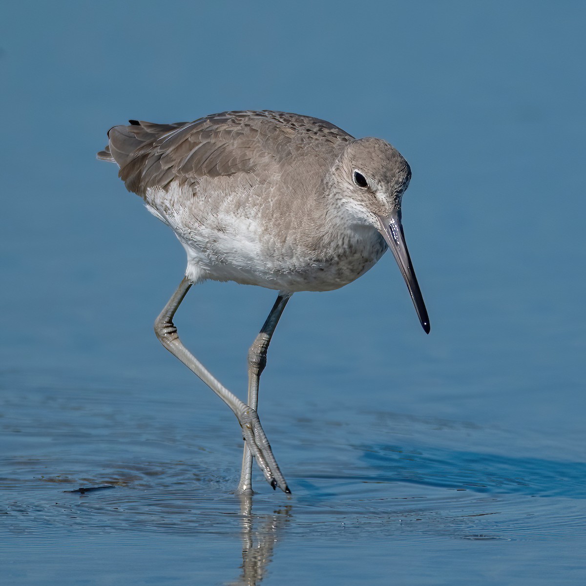Willet - ML643639534