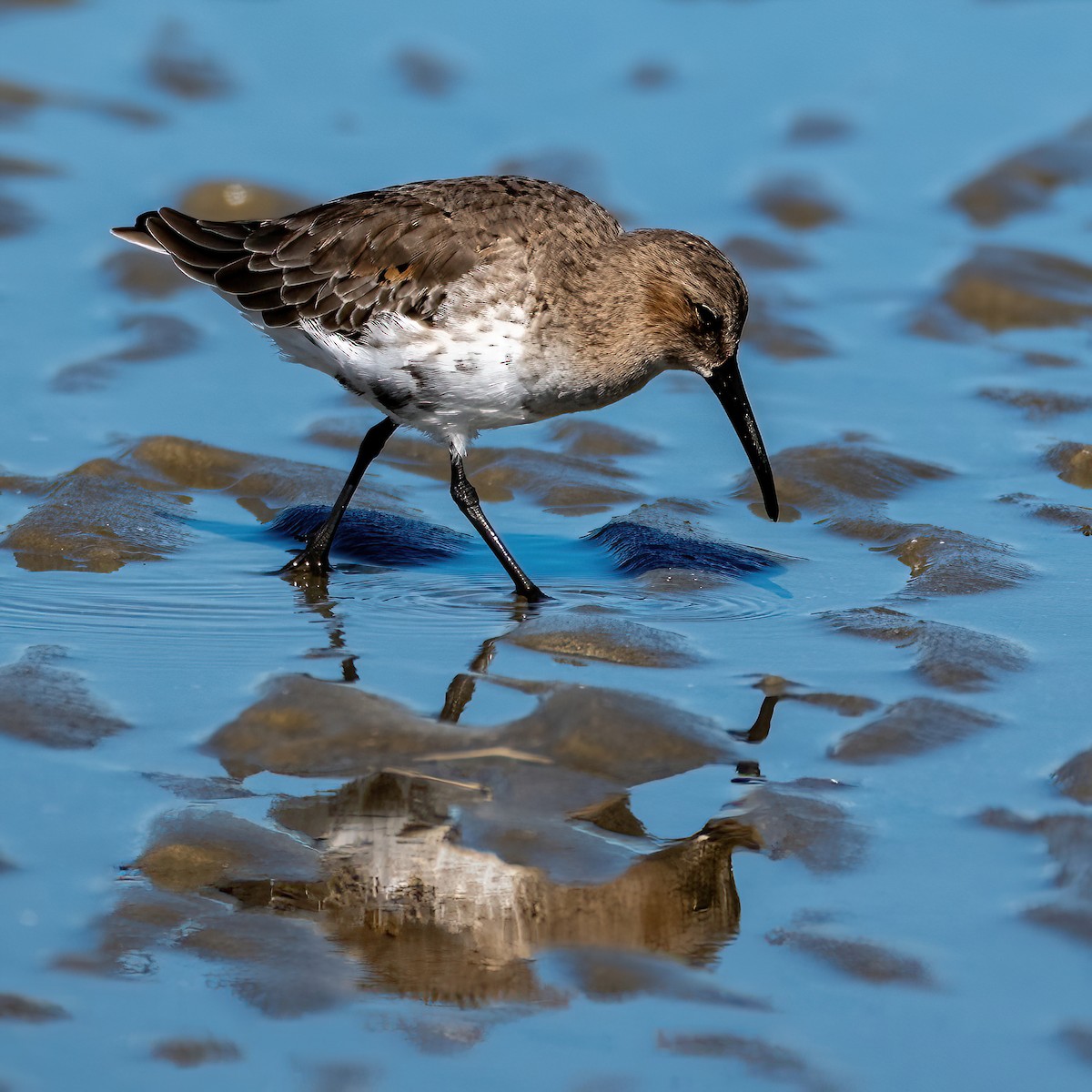 Dunlin - ML643639537
