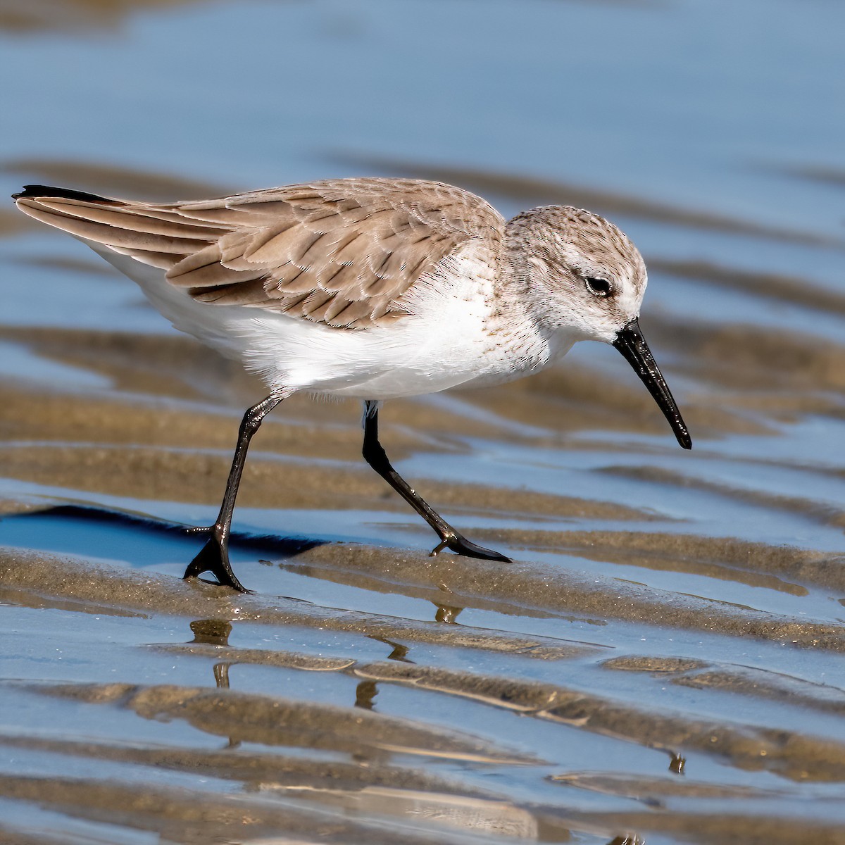 Western Sandpiper - ML643639539