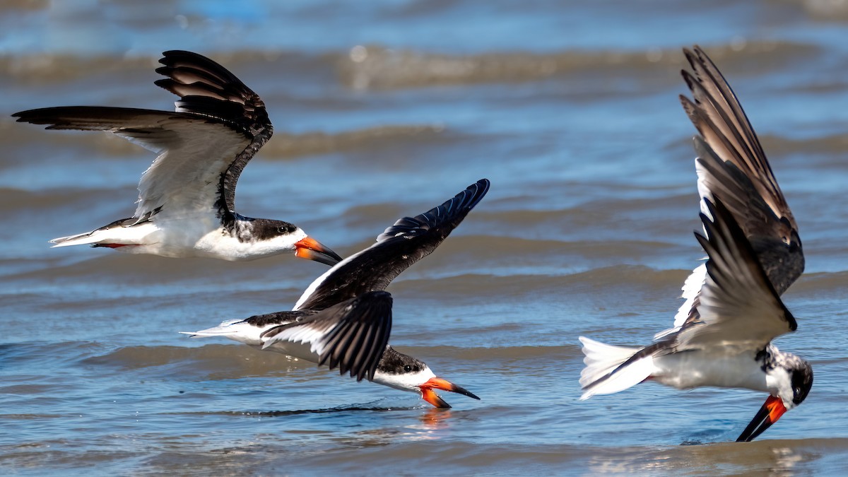 Black Skimmer - ML643639541