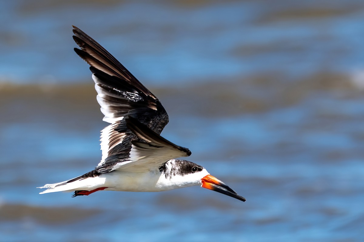 Black Skimmer - ML643639543