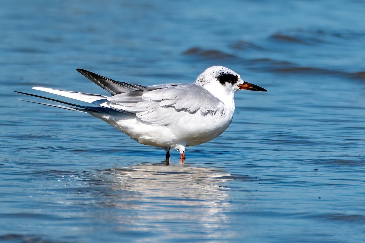 Forster's Tern - ML643639546