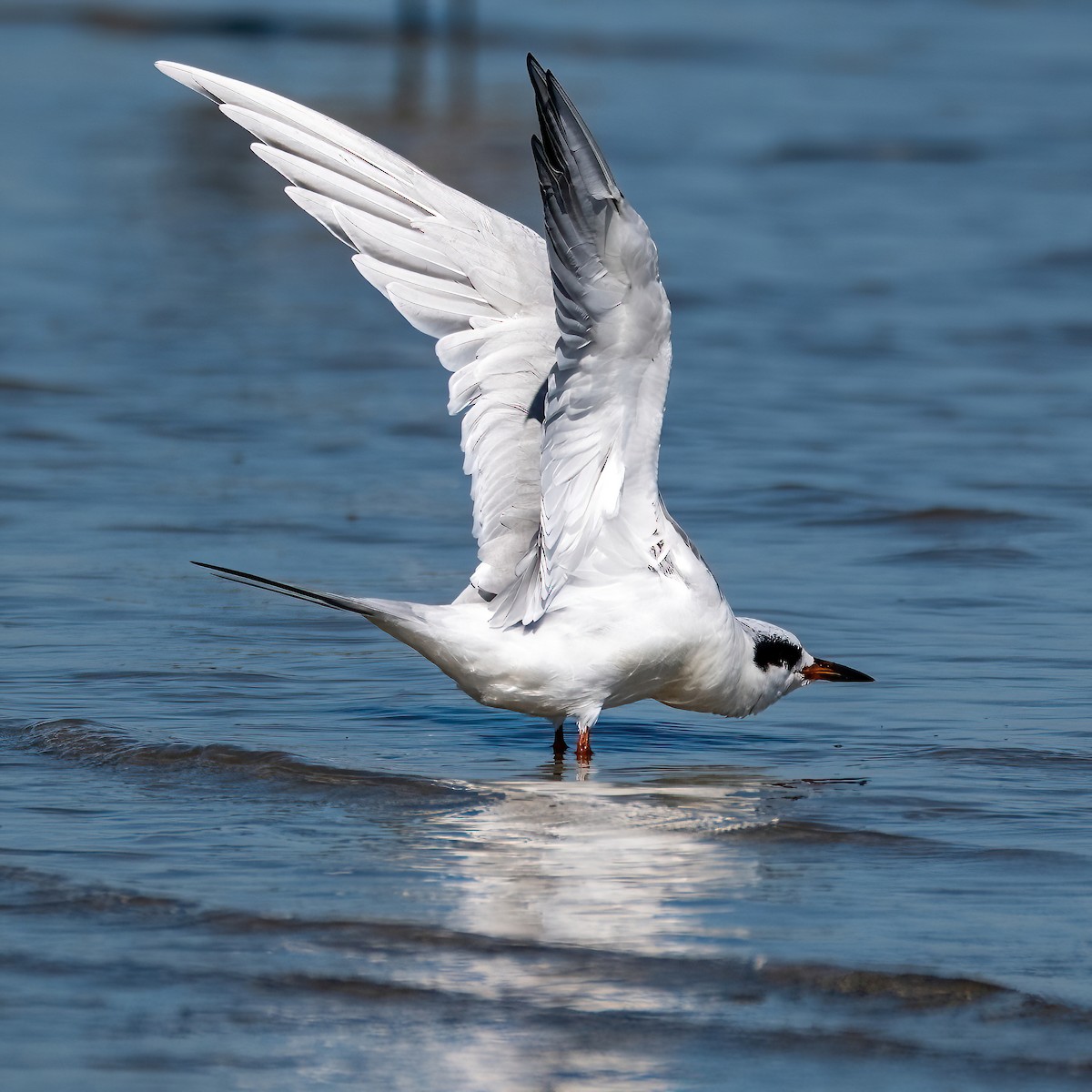 Forster's Tern - ML643639549