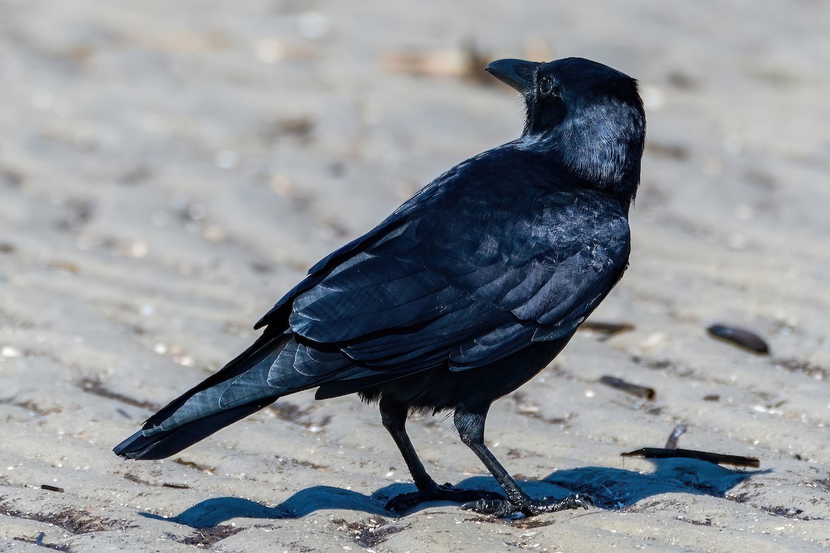 Fish Crow - ML643639553