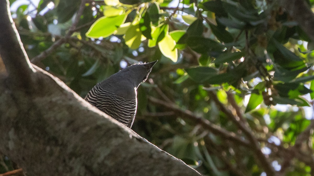 Barred Cuckooshrike - ML643639576