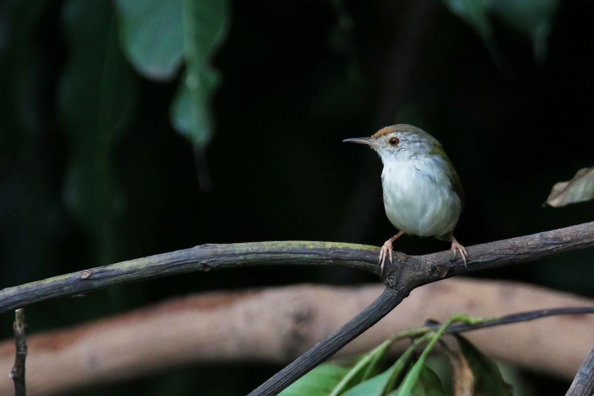 Common Tailorbird - ML643639592