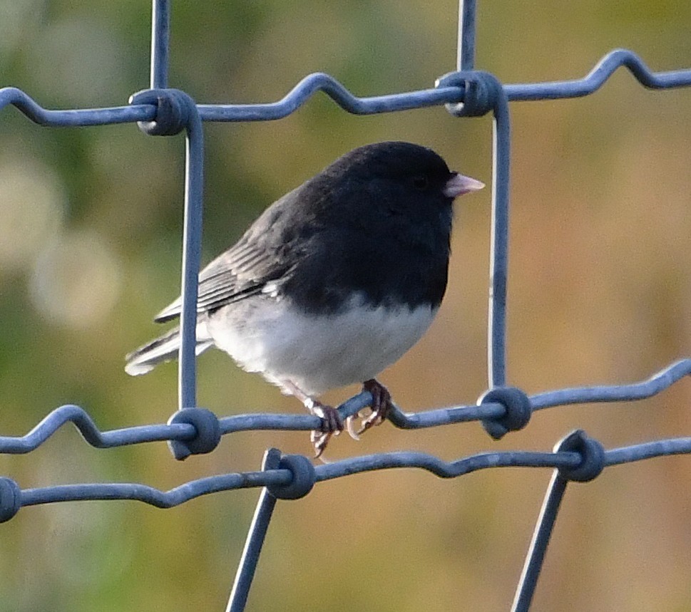 Dark-eyed Junco (Slate-colored) - ML643639594