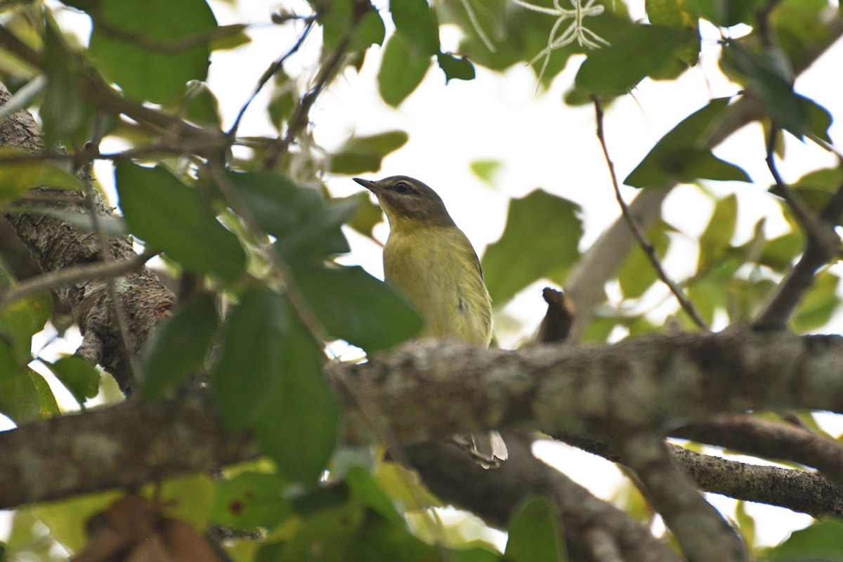Philadelphia Vireo - ML643639608