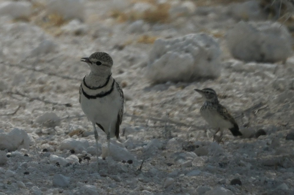 Double-banded Courser - ML643639633