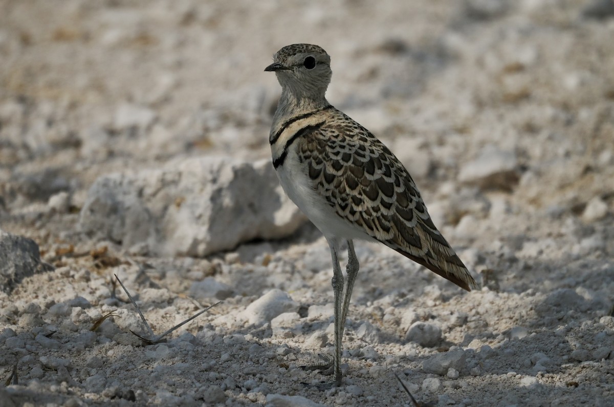 Double-banded Courser - ML643639634