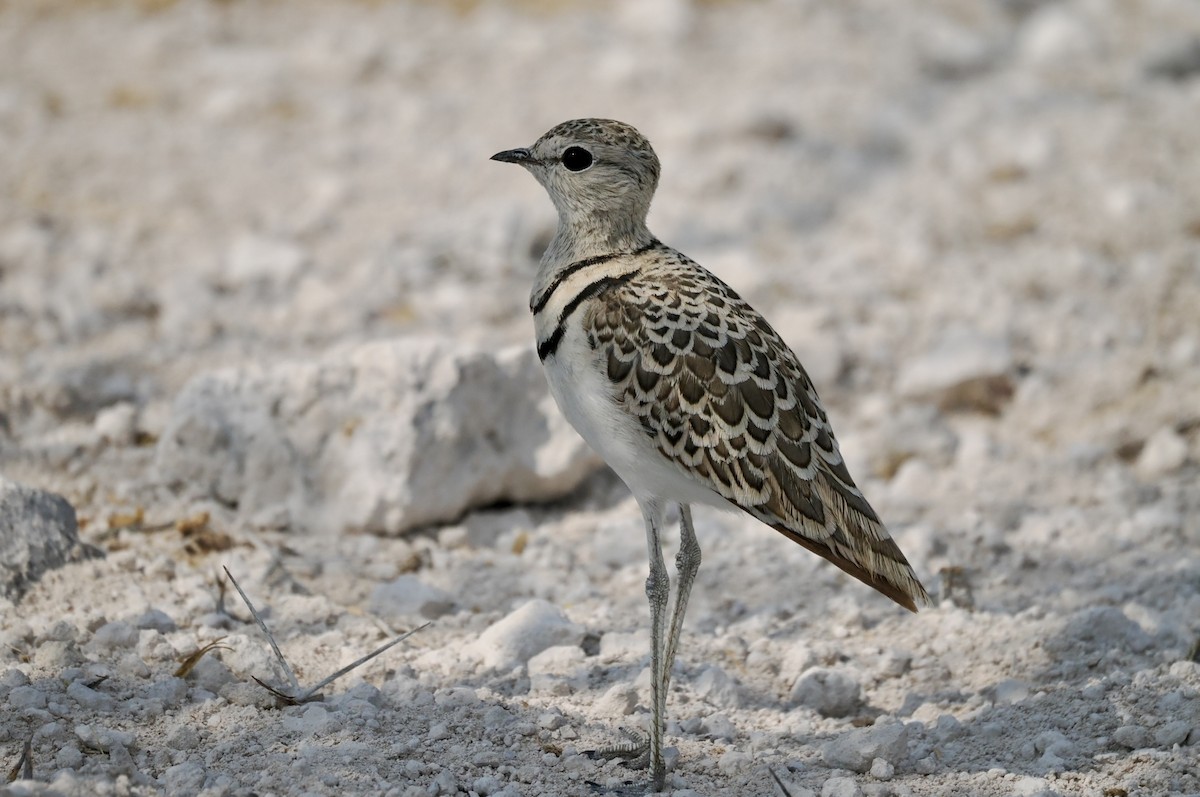 Double-banded Courser - ML643639635