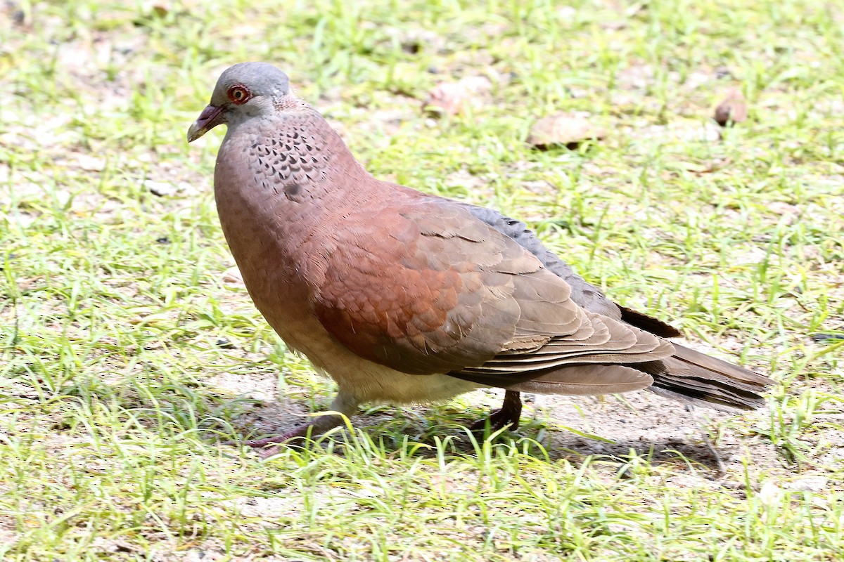 Горлиця мадагаскарська - ML643639645