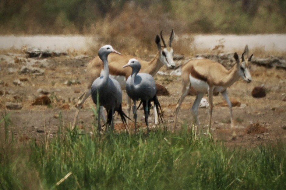 Blue Crane - ML643639649