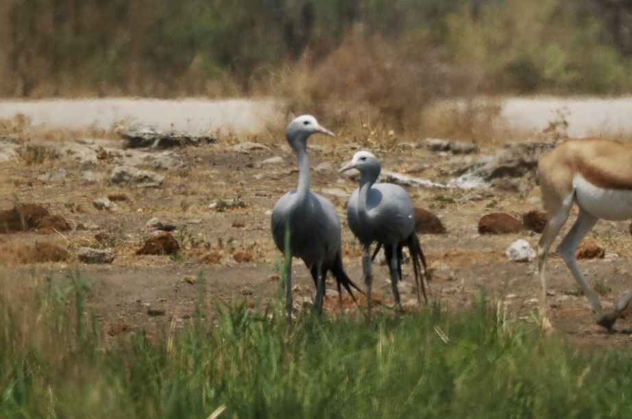 Blue Crane - ML643639650