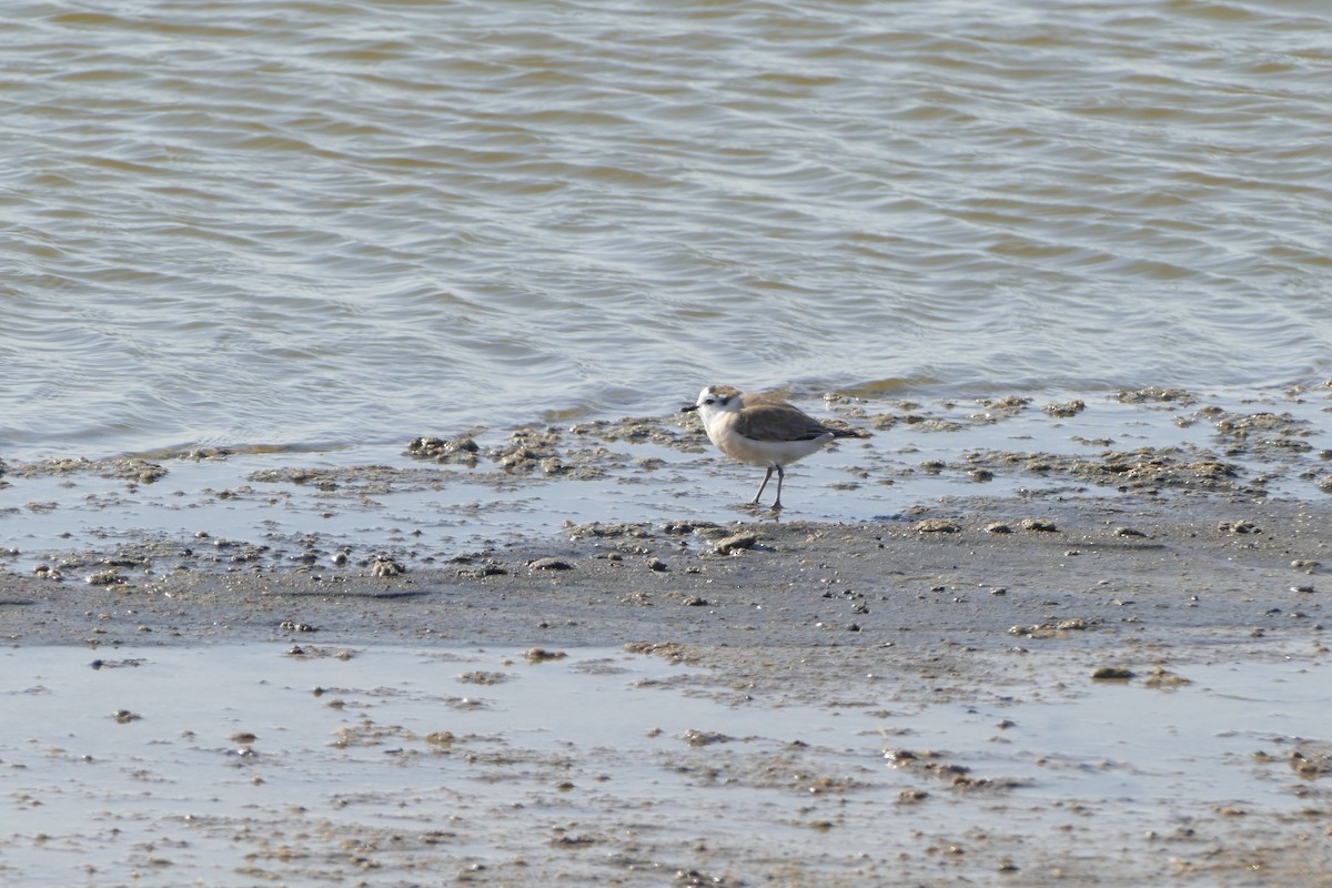 White-fronted Plover - ML643639651