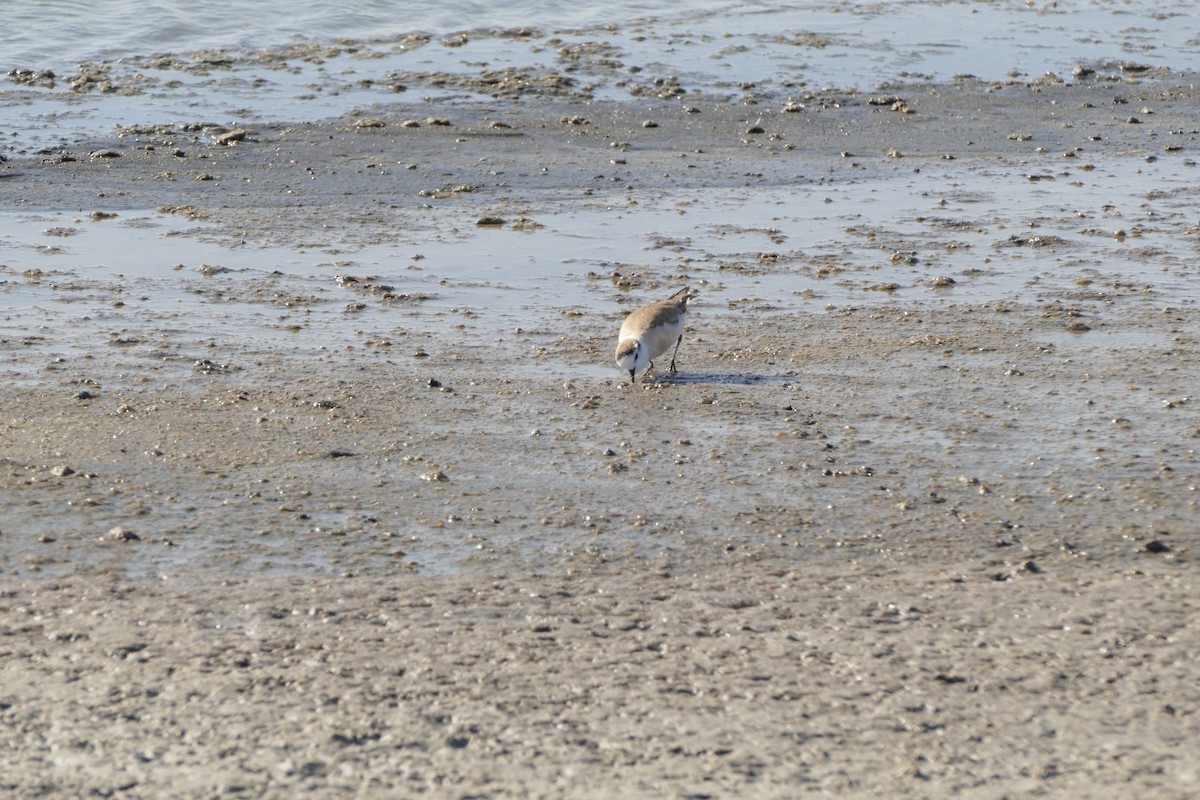 White-fronted Plover - ML643639652
